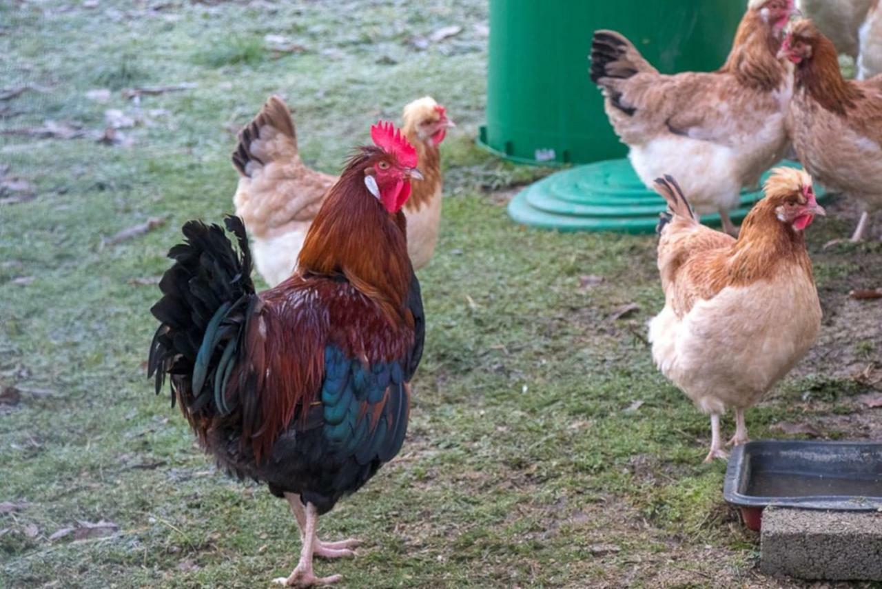 Appartamento Lackenbauer Muggenau Esterno foto