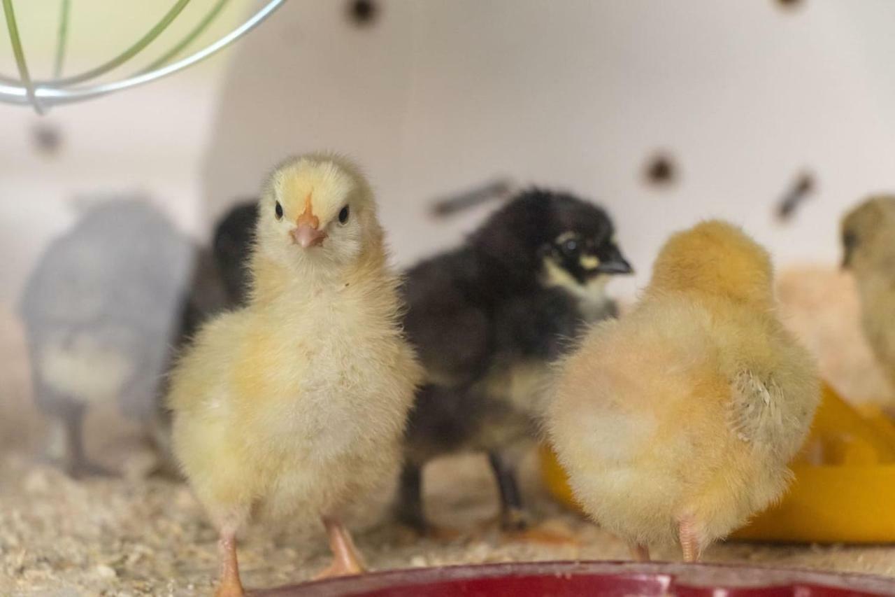 Appartamento Lackenbauer Muggenau Esterno foto
